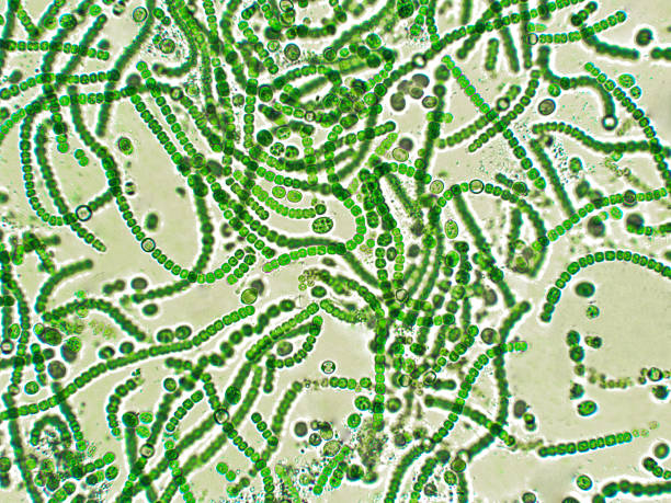 cyanobactéries