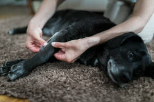 massage chien